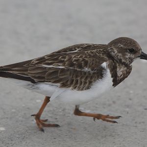 Ruddy turnstone/ Arenaria interpres