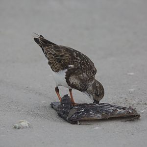 Ruddy turnstone/ Arenaria interpres