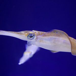 Bigfin Reef Squid/ Sepioteuthis lessoniana