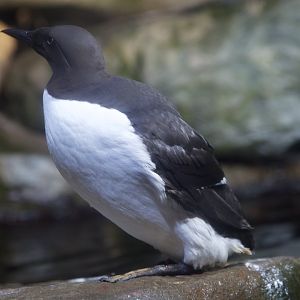 Common Murre/ Uria aalge