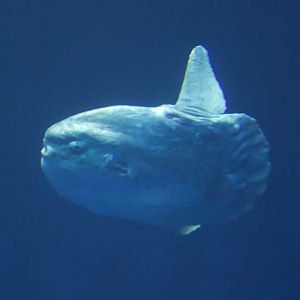 Ocean Sunfish/ Mola mola