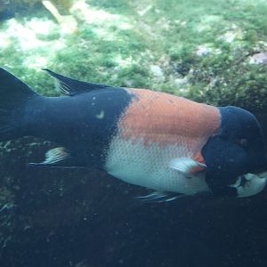 California Sheephead/ Semicossyphus pulcher