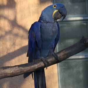 Hyacinth Macaw
