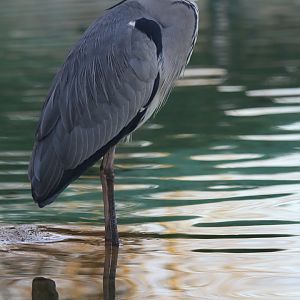 Grey Heron