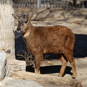 “Red” Goral