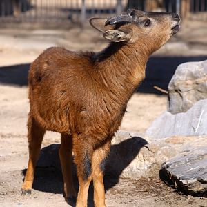 “Red” Goral