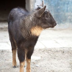 Chinese Goral (Naemorhedus griseus)