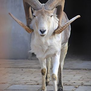 Marco Polo Sheep (Ovis ammon polii)