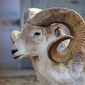 Marco Polo Sheep (Ovis ammon polii)