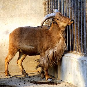 Barbary Sheep