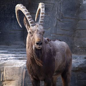 Siberian Ibex
