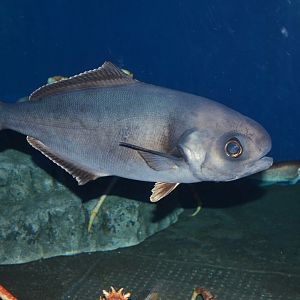 Pacific barrelfish (Hyperoglyphe japonica)