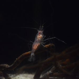 Hydrothermal shrimp (Periclimenes thermohydrophilus)