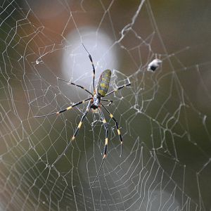 Joro spider (Trichonephila clavata)