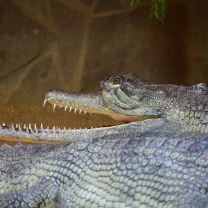 Gharial (Gavialis gangeticus) - the only breeding male in Europe