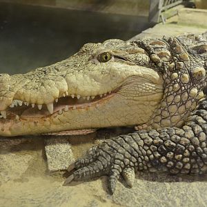 Mugger crocodile (Crocodylus palustris)