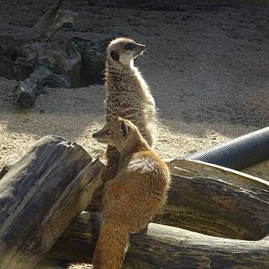 Meerkat and Yellow Mongoose mixed exhibit