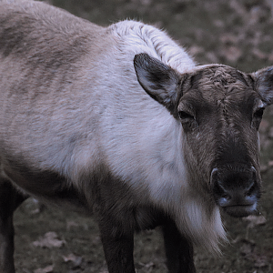 Unimpressed reindeer - Cotswold Wildlife Park 2023