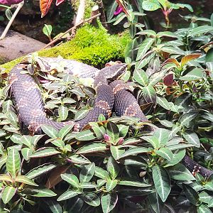 Taylor's cantil (Agkistrodon taylori)