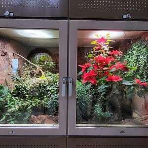 Venomous snake hall - Taylor's cantil exhibit