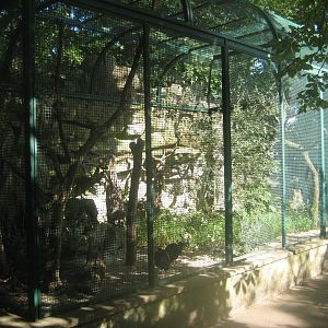 Berlin Tierpark - Trumpeter aviary