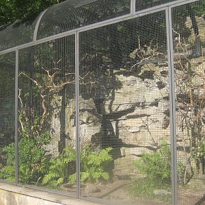 Berlin Tierpark - Crimson-bellied parakeet aviary