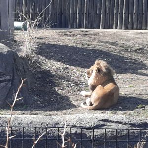 Sunbathing Lion