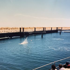 Bottlenose Dolphin in early 1990s when was still called 'Underwater World'