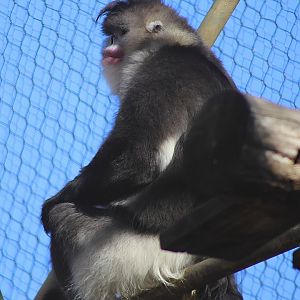 Black Snub-nosed Monkey (Rhinopithecus bieti)