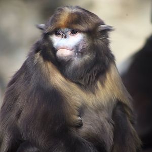 Gray Snub-nosed Monkey (Rhinopithecus brelichi)