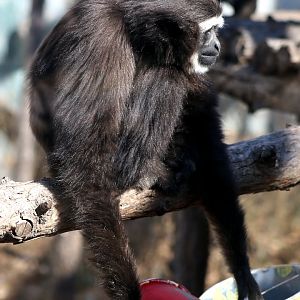 Eastern Hoolock Gibbon (Hoolock leuconedys)