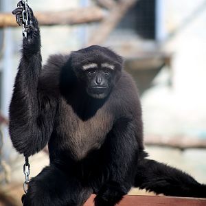 Skywalker Hoolock Gibbon (Hoolock tianxing)