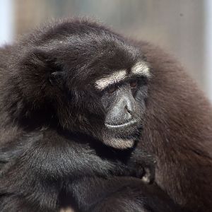Skywalker Hoolock Gibbon (Hoolock tianxing)