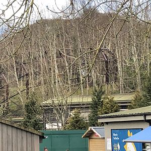 Construction of new building for lions