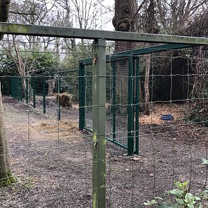 New fencing in bongo enclosure