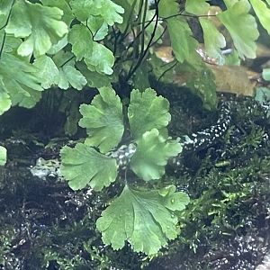 Green salamander (Aneides aeneus)