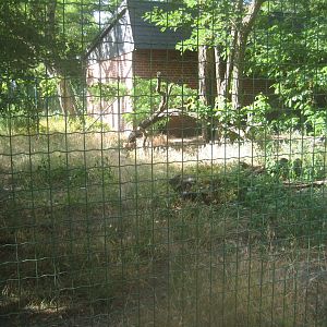 Berlin Tierpark - Bush dog exhibit
