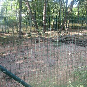 Berlin Tierpark - Maned wolf exhibit