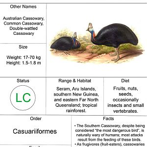 Animal Fact Sheet: Southern Cassowary