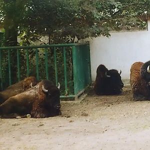 American Bison（Bison bison）