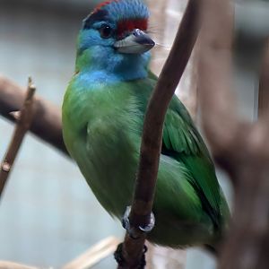 Blue-throated Barbet (Megalaima asiatica)