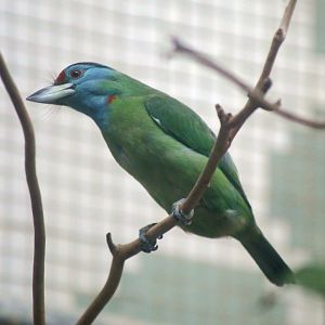 Blue-throated Barbet (Megalaima asiatica)