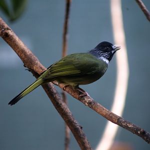 Collared Finchbill (Spizixos semitorques)