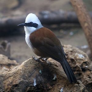 White-crested Laughingthrush