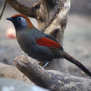 Red-tailed Laughingthrush (Garrulax milnei)