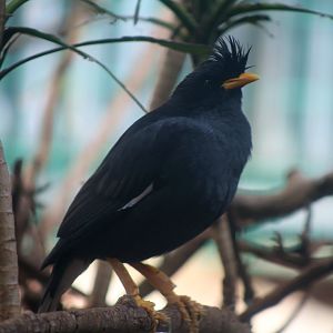 Great Myna (Acridotheres grandis)