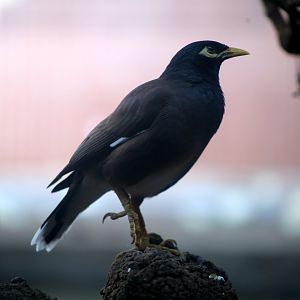 Common Myna