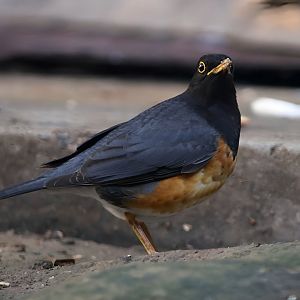 Black-breasted Thrush (Turdus dissimilis)