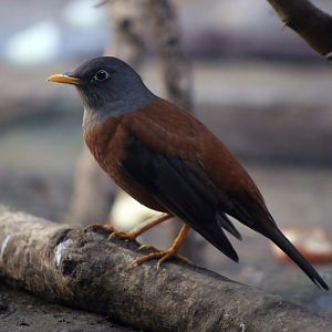 Chestnut Thrush (Turdus rubrocanus)
