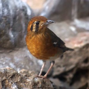 Orange-headed Thrush (Zoothera citrine)